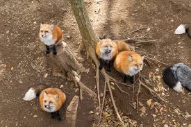 Foxes In Garden What You Need To Know Fantastic Gardeners Blog