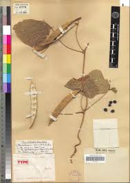 Image result for Neorautanenia ficifolia