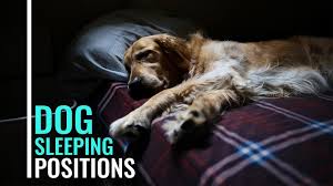 If you catch your pup sleeping like this, it likely means they are either a bit cold or apprehensive about something, like a new environment or people. 9 Interesting Dog Sleeping Positions And What They Mean Petmoo