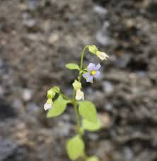 Image result for Exacum oldenlandioides