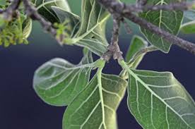 Image result for Afroligusticum