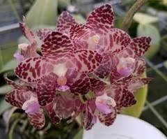 Image result for Ficalhoa