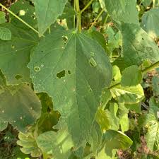 Image result for Hibiscus mastersianus