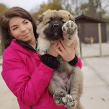 The best gifs are on giphy. Real Russian Blood Caucasian Shepherd Puppies Kennel Fci Home Facebook