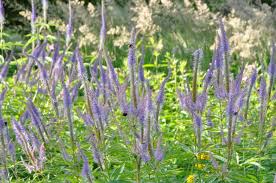 Height 90cm (36) & spread 45cm (18). Wertvolle Geruststaude Veronicastrum Schau Und Sichtungsgarten Hermannshof