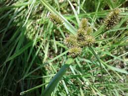 Image result for Cyperus fischerianus