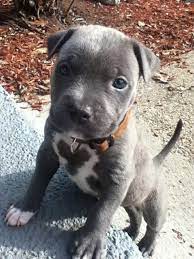 Free Blue Pitbull Puppies Images Of Blue Nose Pit Tumblr Wallpaper Cute Baby Animals Cute Dogs Puppies