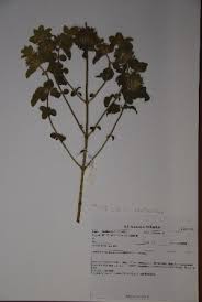 Image result for Leucas sexdentata