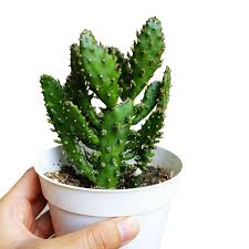 Image result for Opuntia monacantha