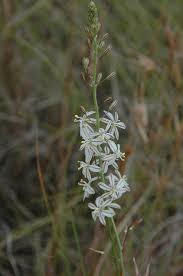Image result for Trachyandra burkei
