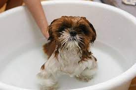 When can you bathe a puppy how old plus 9 bathing tips canine is baby shampoo safe to use on dogs the dogington post what age take first bath should know my happy husky 3 ways newborn wikihow dog quick answer and groom your i wash shih tzu with neeness time give when can you bathe a puppy… read more » 6 Best Puppy Shampoos 2021 Reviews Perfect For Pups Skin