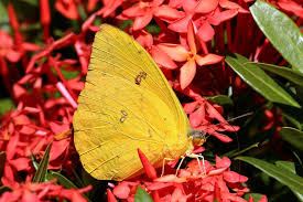 Various butterflies feed in the butterfly house. Cloudless Sulphur Butterfly