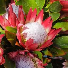 Image result for Protea madiensis