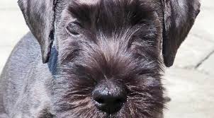 Image result for ČESKÝ TERIÉR