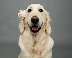 We believe in raising healthy & happy goldens. Pet Portraits In Sacramento Norica The Golden Retriever