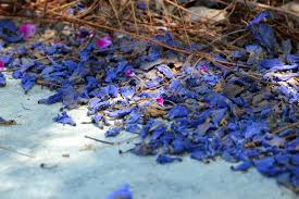 Experience all inclusive 9 pools with 6 water slides extensive sports & entertainment. Jacaranda Trees Signal Spring In The Southwest Artificial Grass News