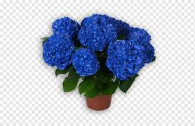 Bbc gardener of the decade, katherine crouch, on pot plants and container gardening.katherine uses a mixture of garden pot plants in this video to help inspi. Hydrangea Cut Flowers Flowerpot Annual Plant Hortensia Blue Annual Plant Flower Png Pngwing