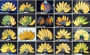 Mencari informasi tentang jenis pisang? Balitbangtan Sebut Pisang Lokal Indonesia Ramai Diminati Luar Negeri