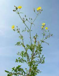 Sonchus Oleraceus Sow Thistle Lion S Paw Plants Wild Foraging Medicinal Plants
