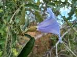 Image result for Lepistemon owariensis