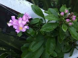 Image result for Pereskia