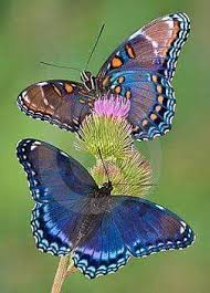 Black And White Spotted Moth Meaning I Butterflies Schmetterlingsbilder Schmetterling Lila Schmetterling