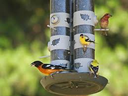 Gbbc india is the indian implementation of the global great backyard bird count, which runs for 4 days every february. The Great Backyard Bird Count Is Near Because Birds
