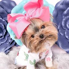 The yorkshire terrier is one of the most popular breeds, ranking if you're thinking about adding a new puppy to your family, the yorkshire terrier can be a great option. Yorkie Clothes Fashion For Yorkie Home Facebook
