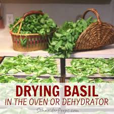 To use less oil, simply spray the leaves with cooking spray rather than using the full amount of oil. 3 Simple Ways Of Drying Basil At Home Schneiderpeeps