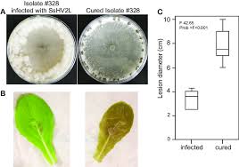 Não posso rir sozinho tio yado disse é samora, Comparison Of The Growth And Virulence Of Sclerotinia Sclerotiorum Download Scientific Diagram