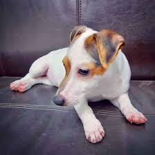 Check spelling or type a new query. Pets For Sale Pets Habitat Dubai