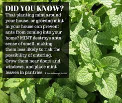 While it does not kill them, its powerful scent can keep pests away from desirable plants and host beneficial insect predators to help control the pest population. Love Fresh Mint It Can Be Grown Outdoors And Indoors It S An Invasive Plant So Use Containers When Planting Out Pest Control Growing Mint Invasive Plants
