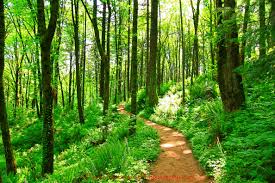 Huge Forest Park In The Middle Of The City Of Portland Oregon Forest Park Portland Forest Park Park Trails