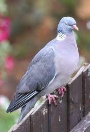 Locate their nesting spots and set a (humane)trap. How To Get Rid Of Pigeons On Roof Uk The Y Guide