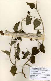 Image result for Ipomoea rubens