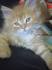 Persian Kittens For Sale by Reputable Breeders | Pets4You