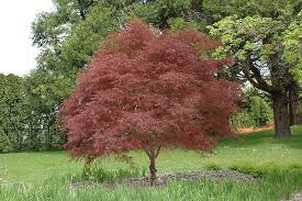 Maybe you would like to learn more about one of these? Dwarf Red Pygmy Japanese Maple Acer Palmatum Red Pygmy In Fayetteville Springdale Rogers Bentonville Ar Arkansas Ar At Westwood Gardens