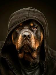 Follow Me Adli Kullanicinin Animals Beautiful Panosundaki Pin 2020 Rottweiler Kopek Rottweiler Yavrulari