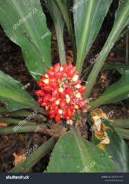 Image result for Palisota