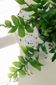 Get tips for growing epiphyllum orchid cactus indoors, plus how to repot orchid cactus stems are broad and flat with serrated edges. Selenicereus Chrysocardium Also Known As Fern Leaf Cactus