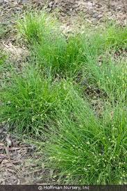 Image result for Carex runssoroensis