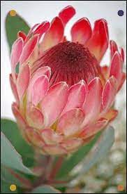 Pin On Protea Flower