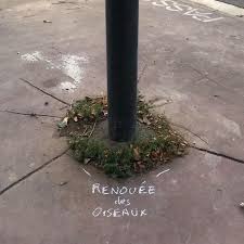 A Toulouse Un Botaniste S Est Amuse A Renseigner A La Craie Le Nom Des Plantes Qui Poussent Sur Les Trottoirs Architecture Paysage Planche Botanique Plante