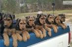 Airedale Terrier Puppies for Sale from Reputable Dog Breeders