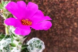 Lasciare o togliere le piantine di portulaca che nascono spontanee, . Shop Online Cactus And Succulents Giromagi Com