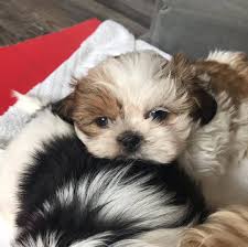 Teacup puppies are the smallest dogs on the planet, which also means they're among the cutest! Preloved Shih Tzu Preston Teacup Shih Shitzu Puppies For Sale Facebook