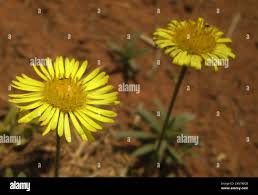 Image result for Felicia mossamedensis