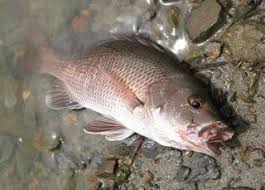 Caranya potong tahu dengan bentuk dadu sebesar mata kail yang kita gunakan. Tips Memancing Mangrove Jack Kakap Bakau Tanjungpinang Angler Community