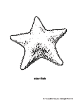 Download the perfect star fish pictures. Starfish Coloring Page Printable Familyeducation
