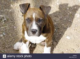 Finde jetzt schnell die besten angebote für american staffordshire terrier amstaff welpen auf focus online kleinanzeigen. Welpen Von Amstaff American Staffordshire Terrier Stockfotografie Alamy